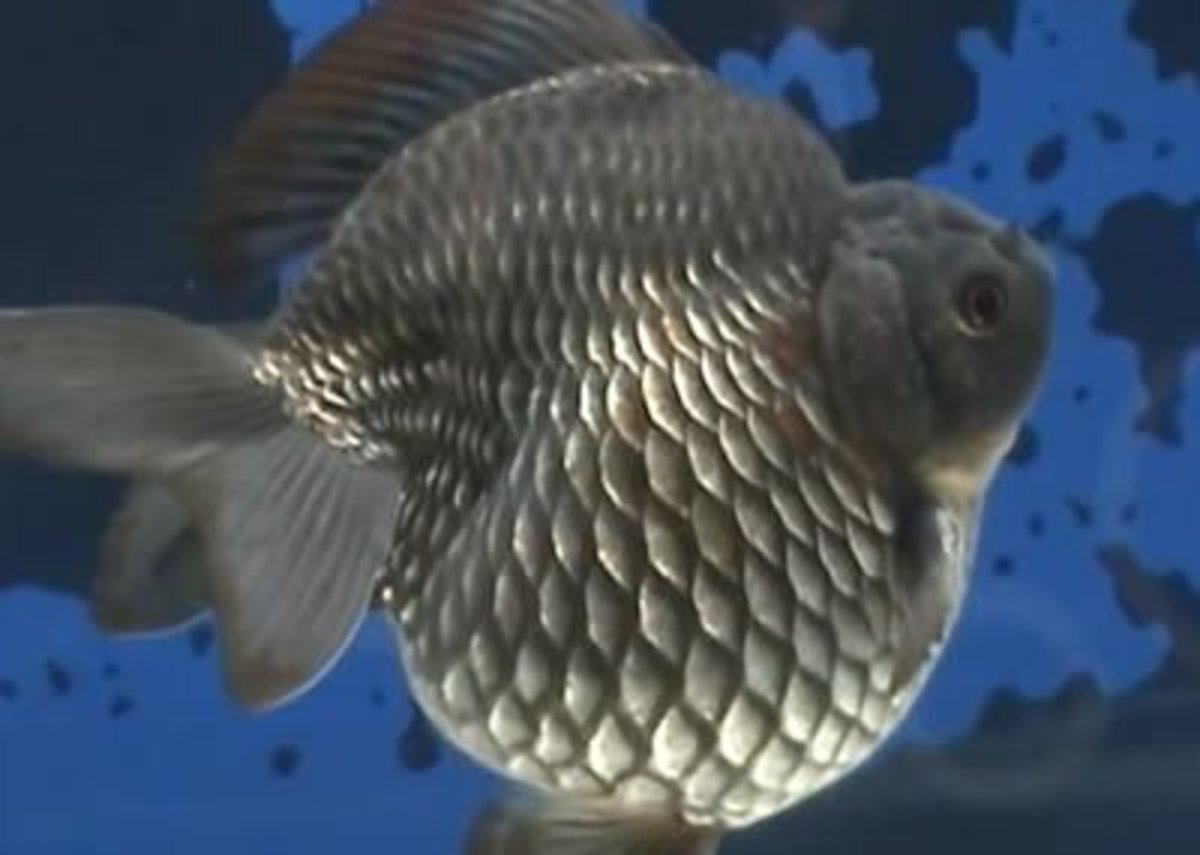 Ranch Goldfish Raising the Amazing Fancy Goldfish PetHelpful