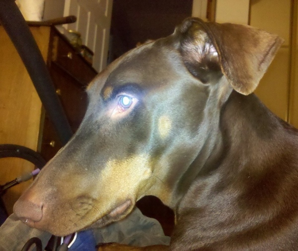 Five Large Dog Breeds That Don't Drool (Much) PetHelpful