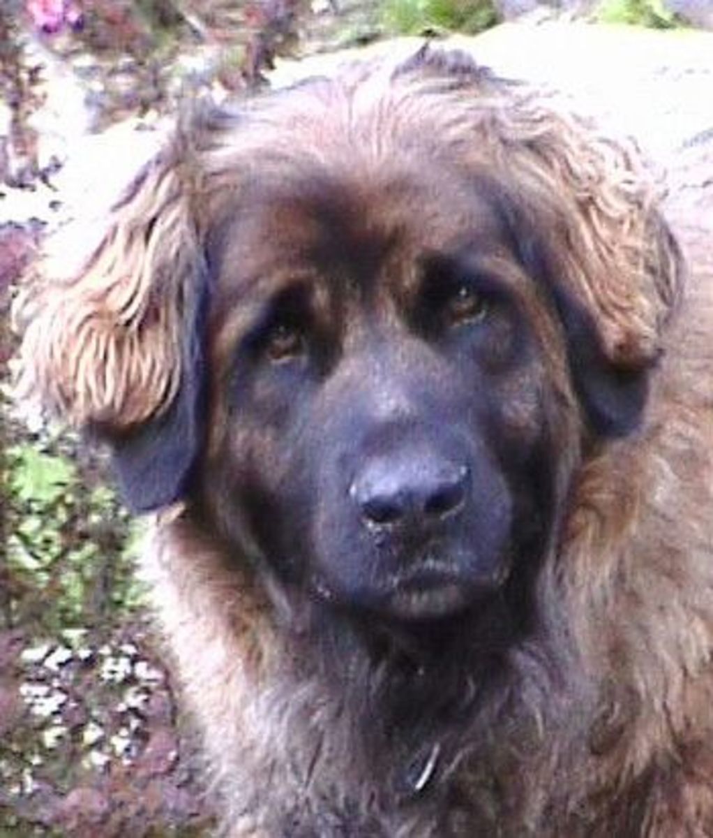 Five Large Dog Breeds That Don't Drool Much PetHelpful