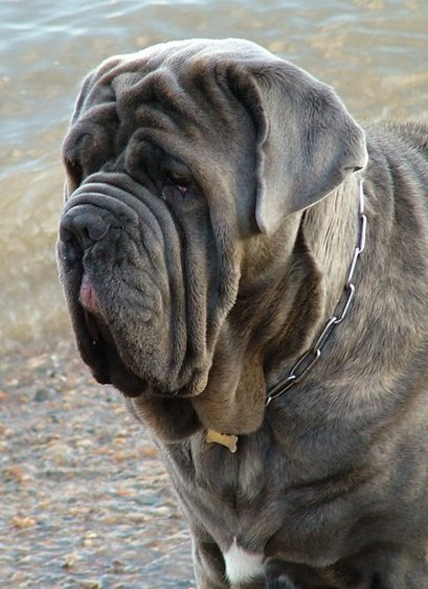 Five Best Dog Breeds From Italy PetHelpful