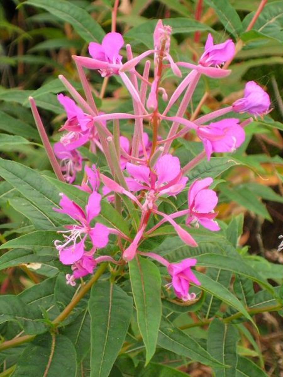 Willowherb's Hidden Secrets HubPages