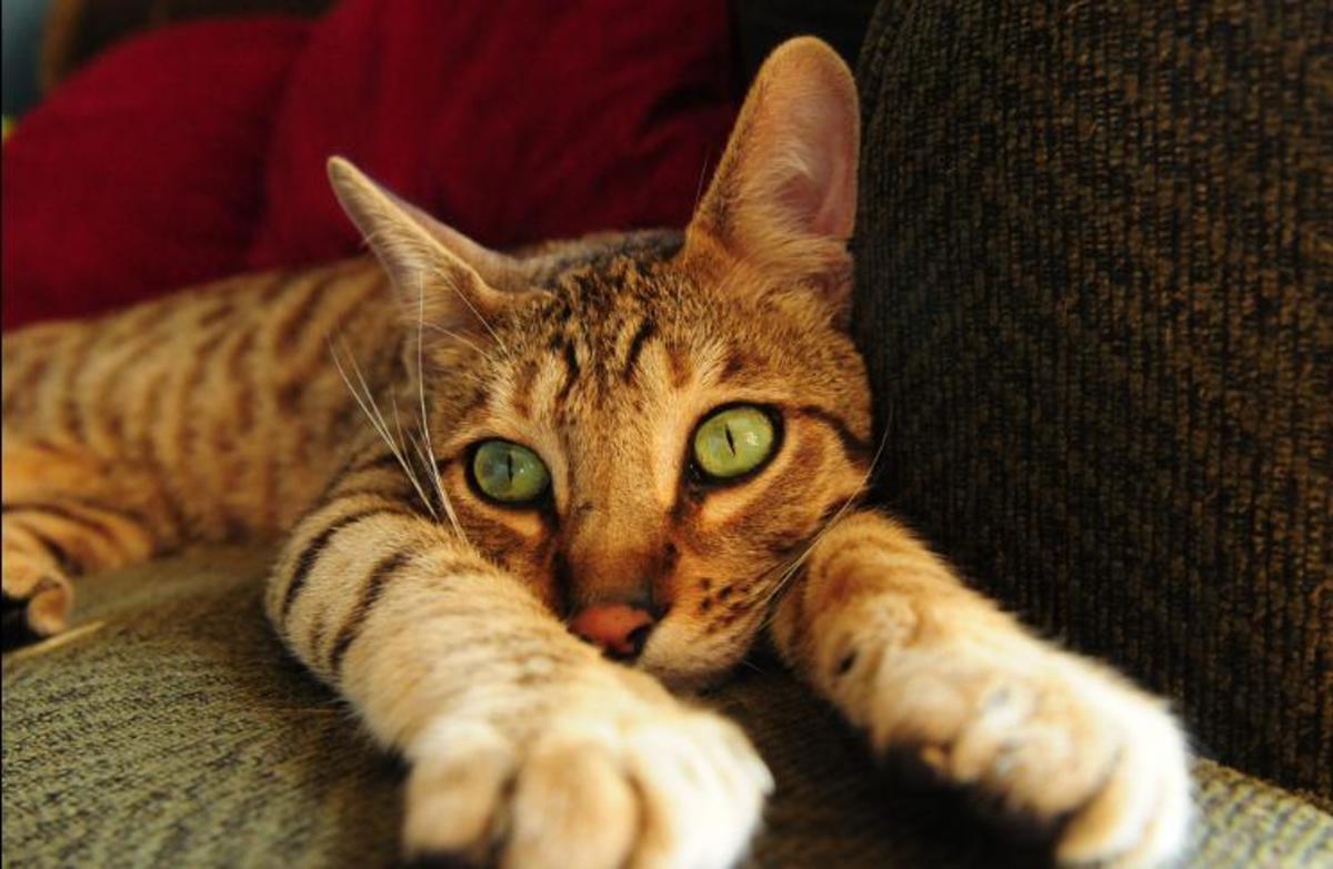 Which Exotic Pets Are Legal in the United States? PetHelpful