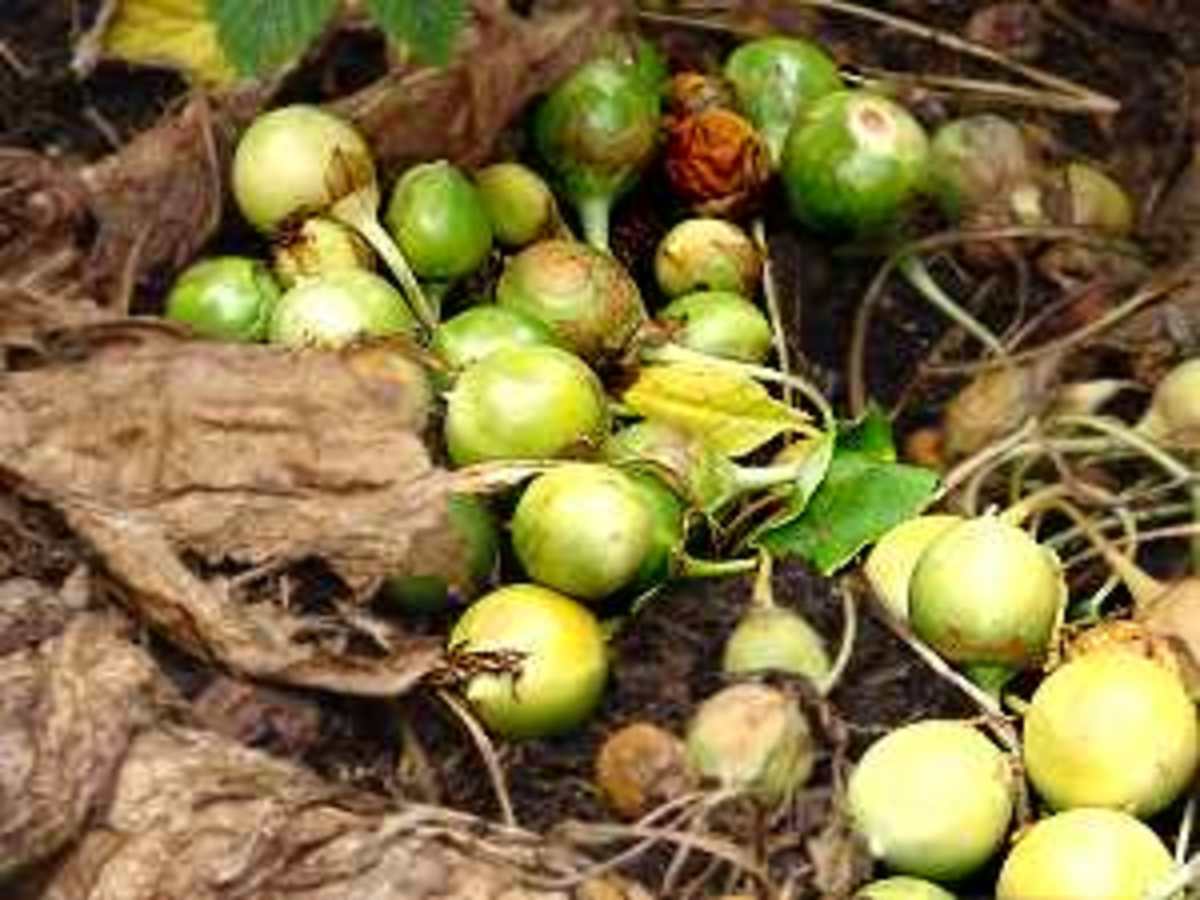 The Magic History of Mandrake HubPages