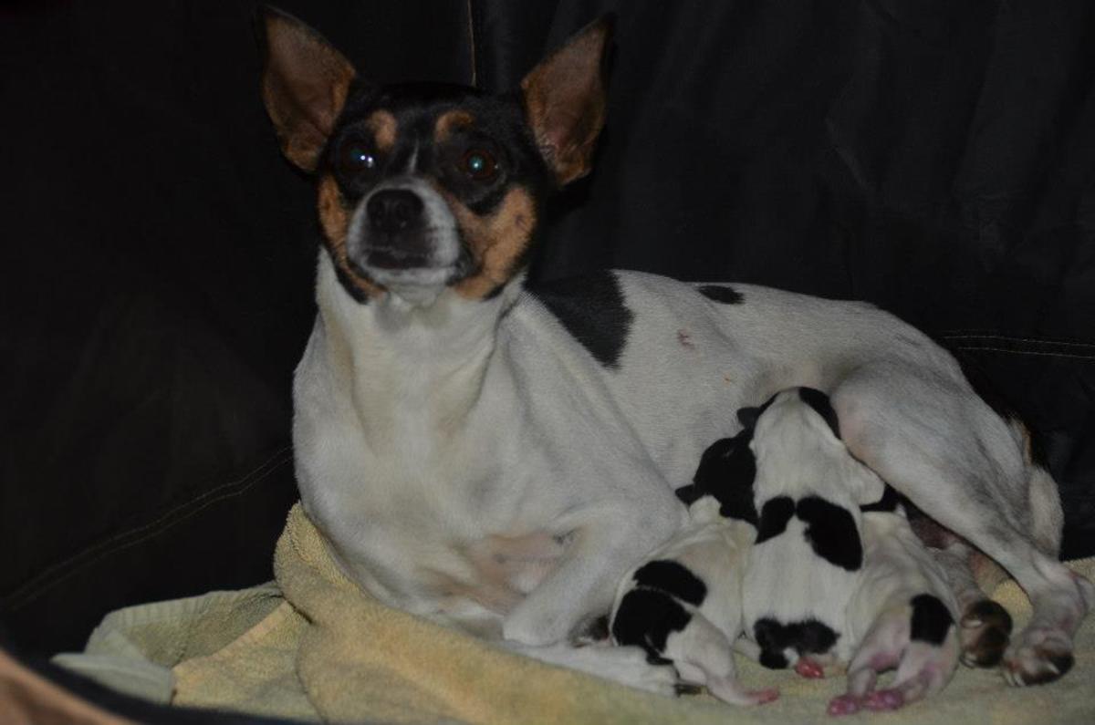 Rat Terriers Small Dogs and Good Family Pets