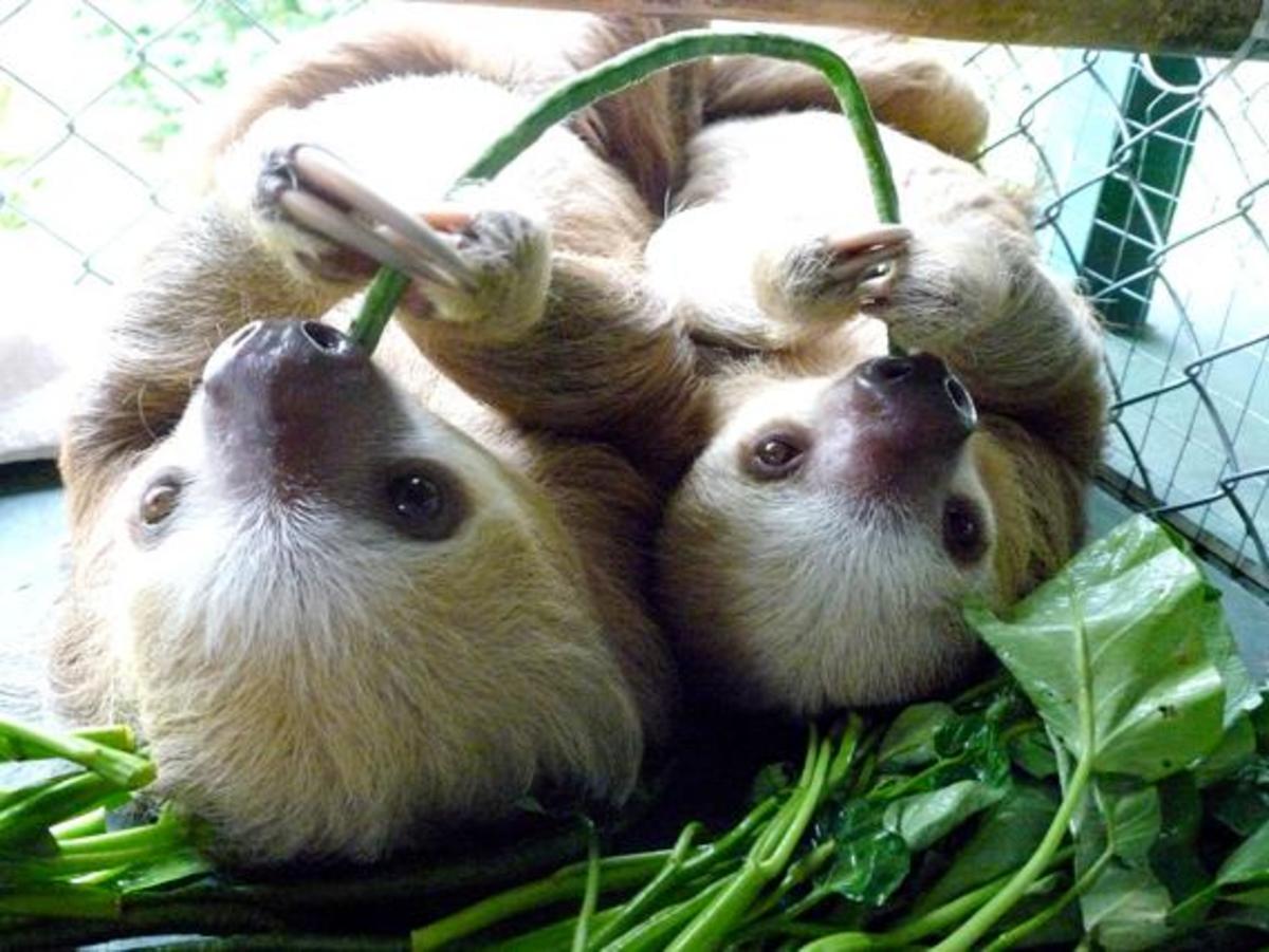 Pet Sloth Legality, Feeding, and Housing Introduction PetHelpful