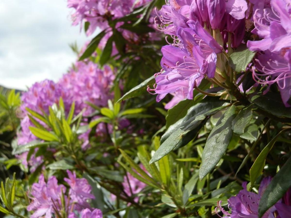 Ten AcidLoving Plants Dengarden