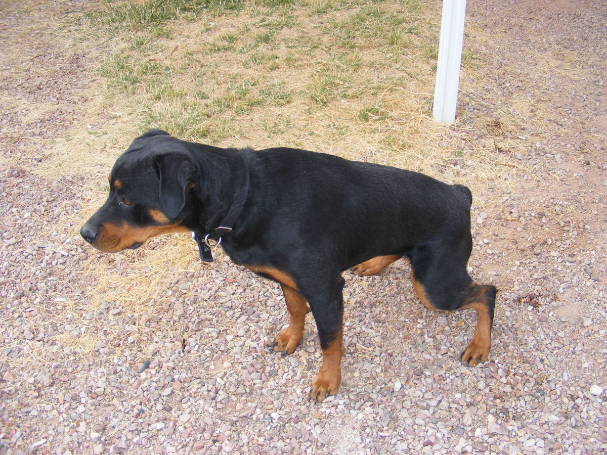 Why Is My Dog´s Urine so Dark? PetHelpful