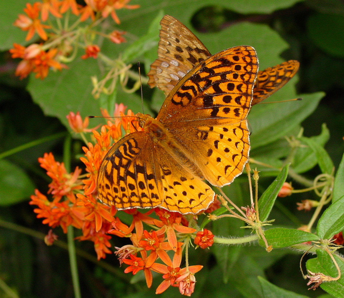 Top 10 Beautiful Butterflies of the USA