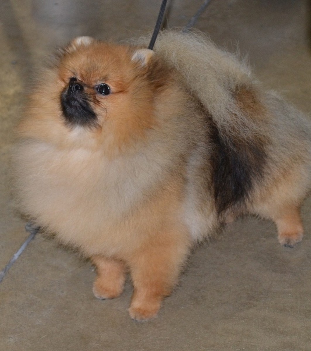 The 5 Sweetest Small and Fluffy Dog Breeds PetHelpful