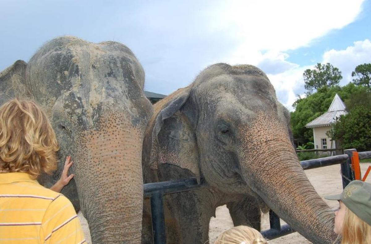 How Long Do Elephants Live in Zoos? HubPages
