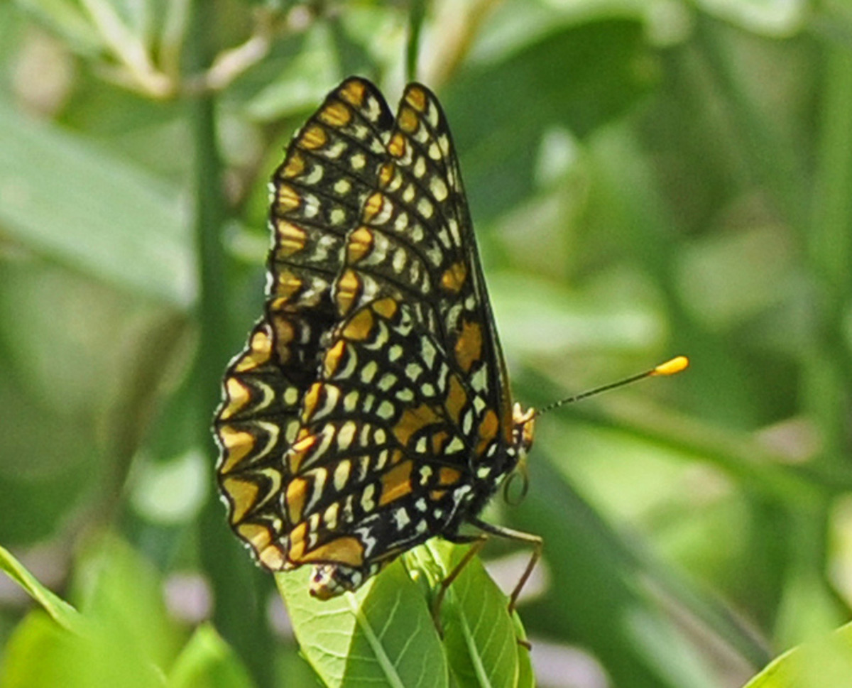 Top 10 Beautiful Butterflies of the USA