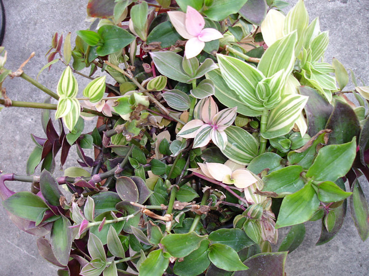 8 NonToxic House Plants for Children, Cats, and Dogs Dengarden