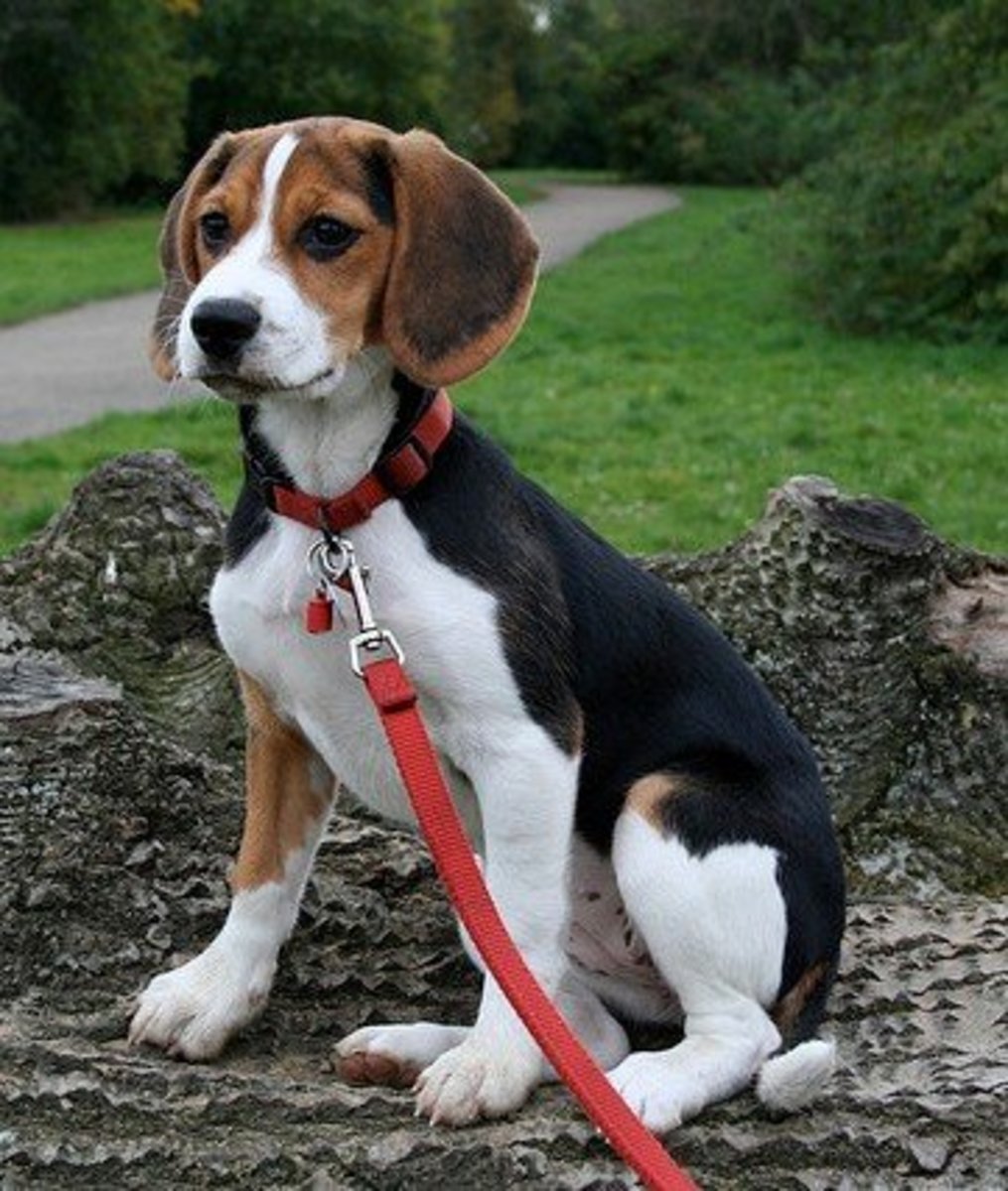 Top 5 English Hound Dogs From the UK PetHelpful