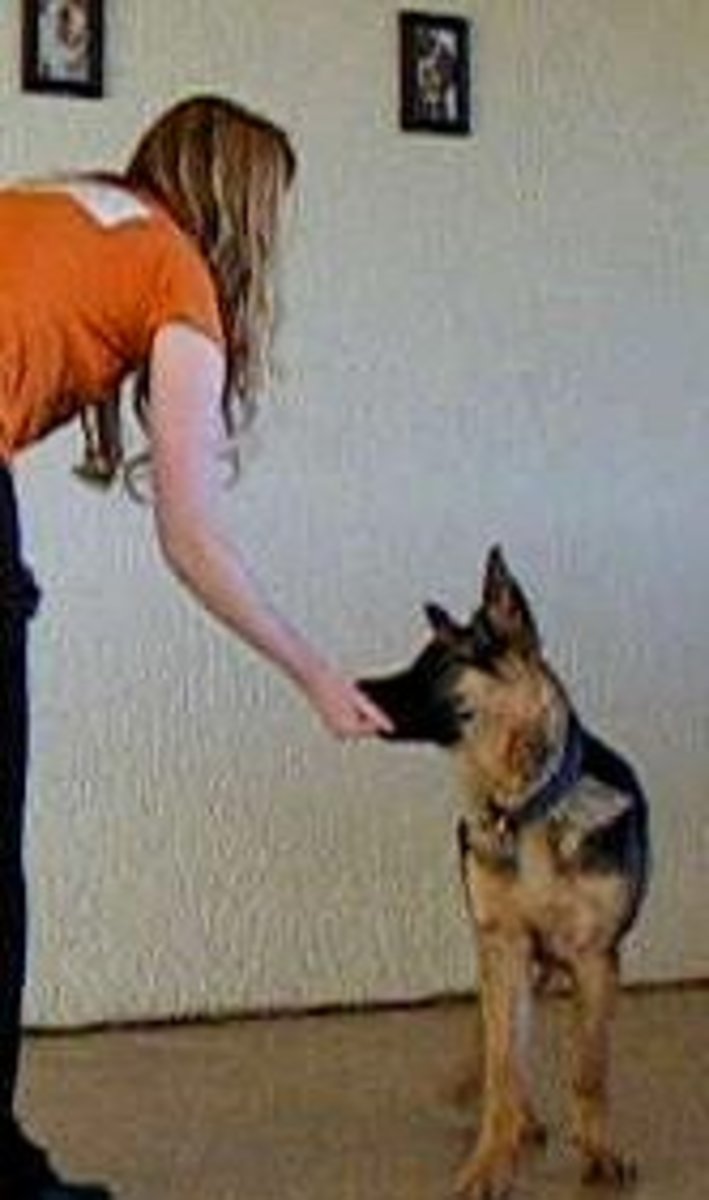 German Shepherd Puppy Bite Inhibition Games PetHelpful