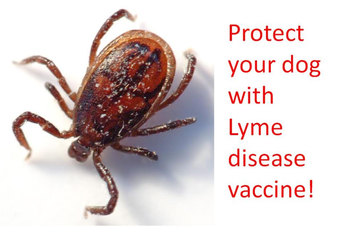 Lyme Disease Vaccine for Dogs HubPages