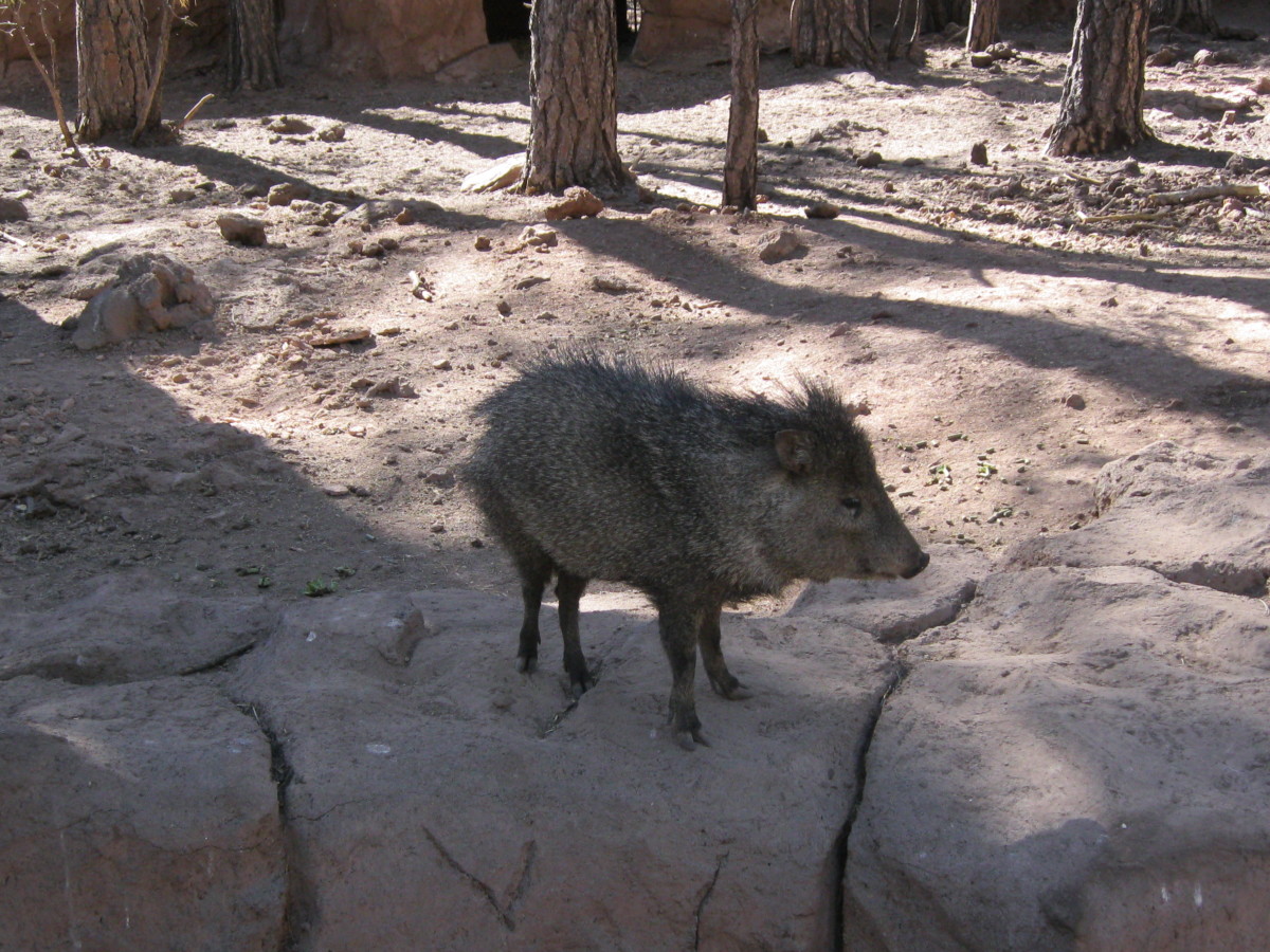 I am Not a Pig Javelinas and Peccaries of the Southwestern Desert
