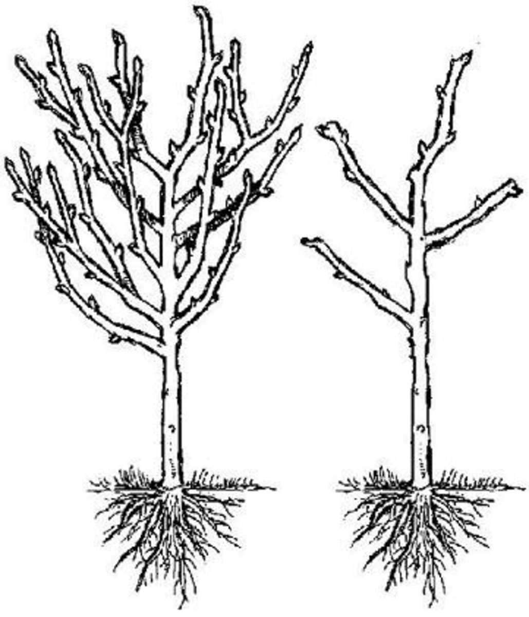 The Monkey Puzzle Tree An Unusual and Endangered Plant Owlcation