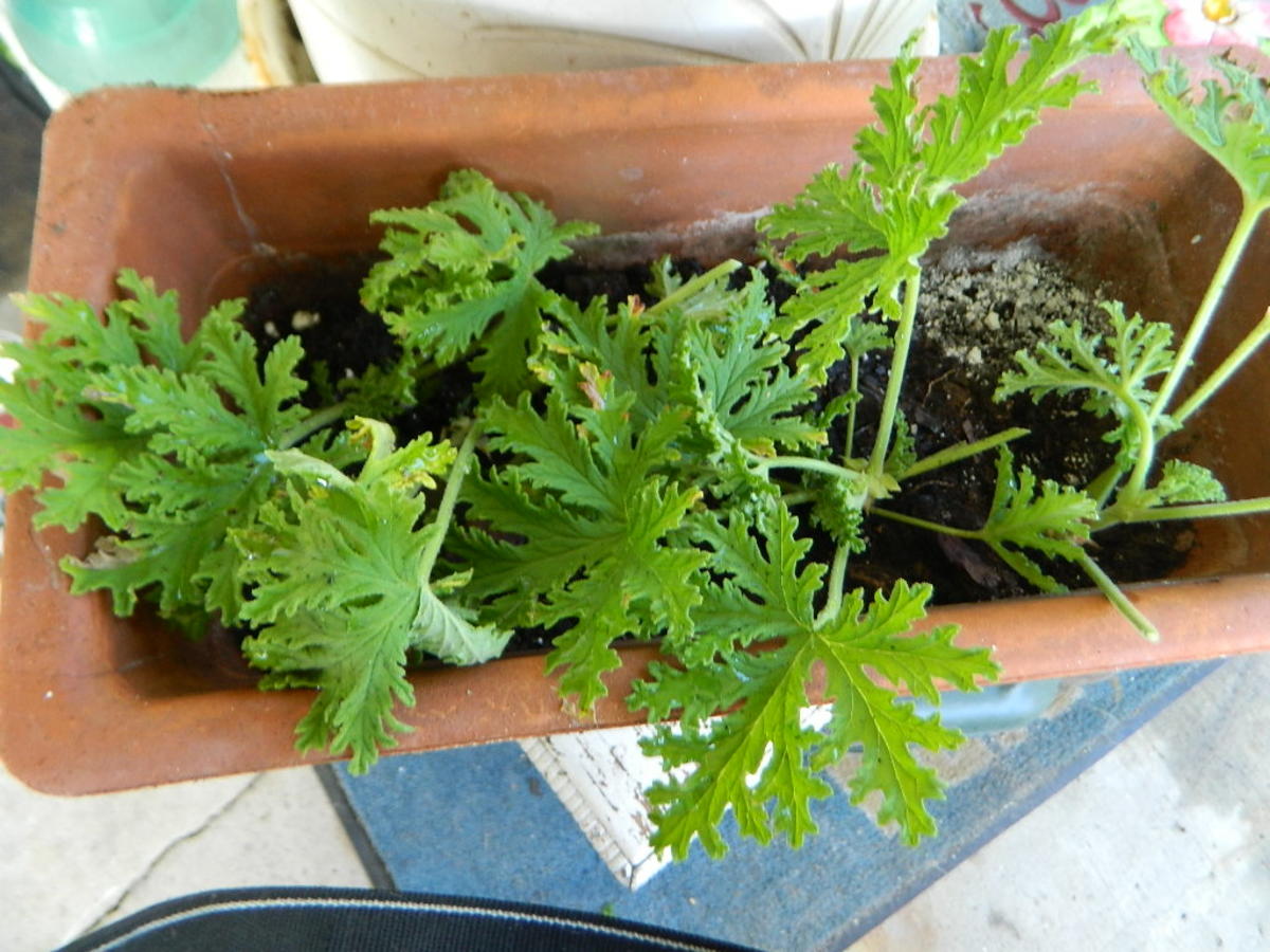 Growing Citrosa Geranium Is It Really a Mosquito Repellent Plant