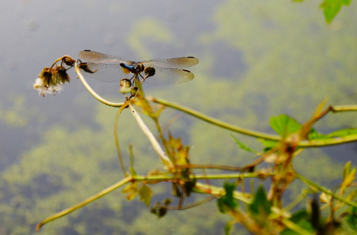 Dragonfly Facts, Symbolism, Meanings, and Photos Exemplore
