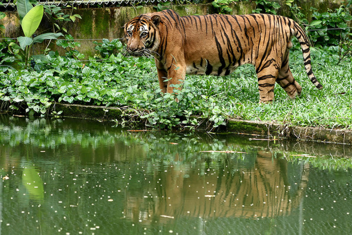 How to Care for a Pet Tiger PetHelpful