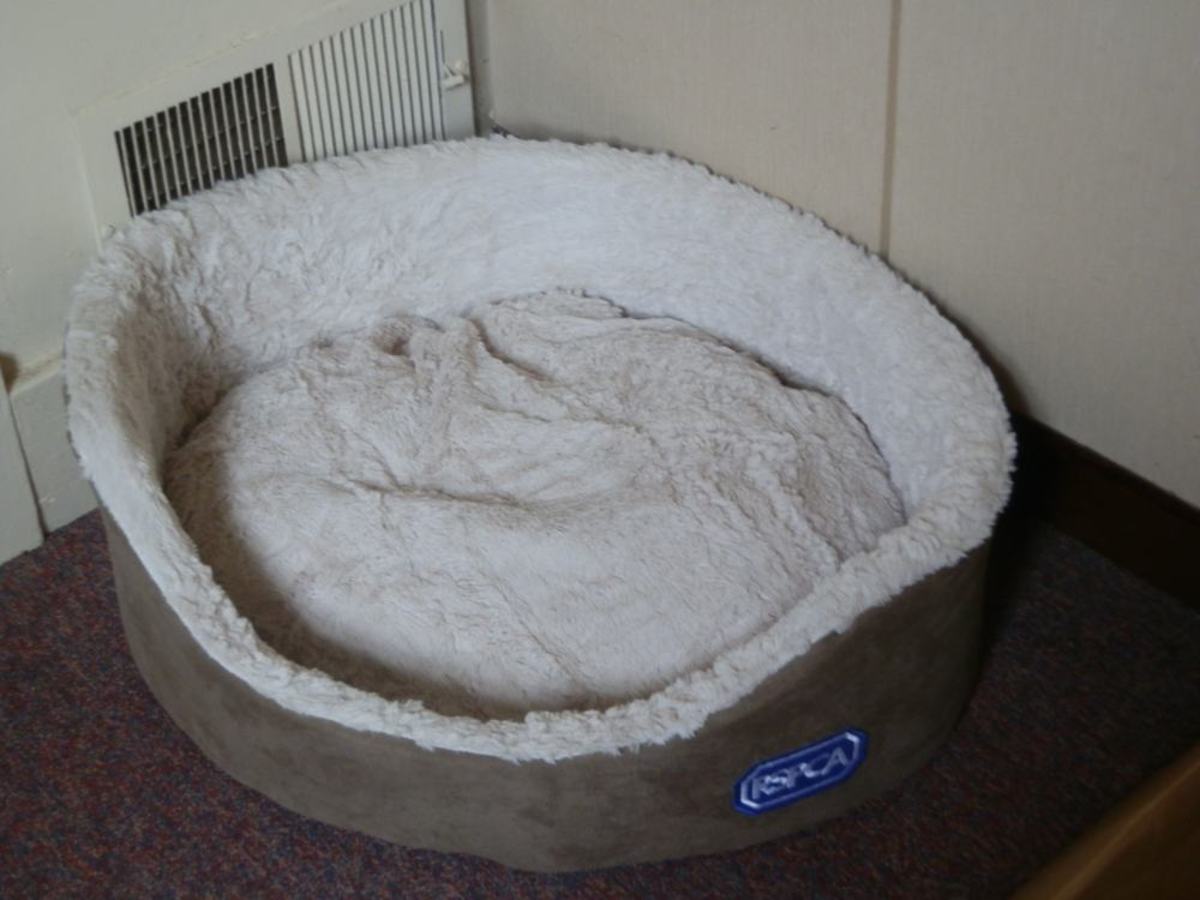 Border Collie Puppy First Night Home HubPages