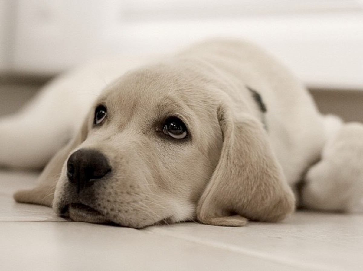 Stories About the Most Faithful Dogs PetHelpful