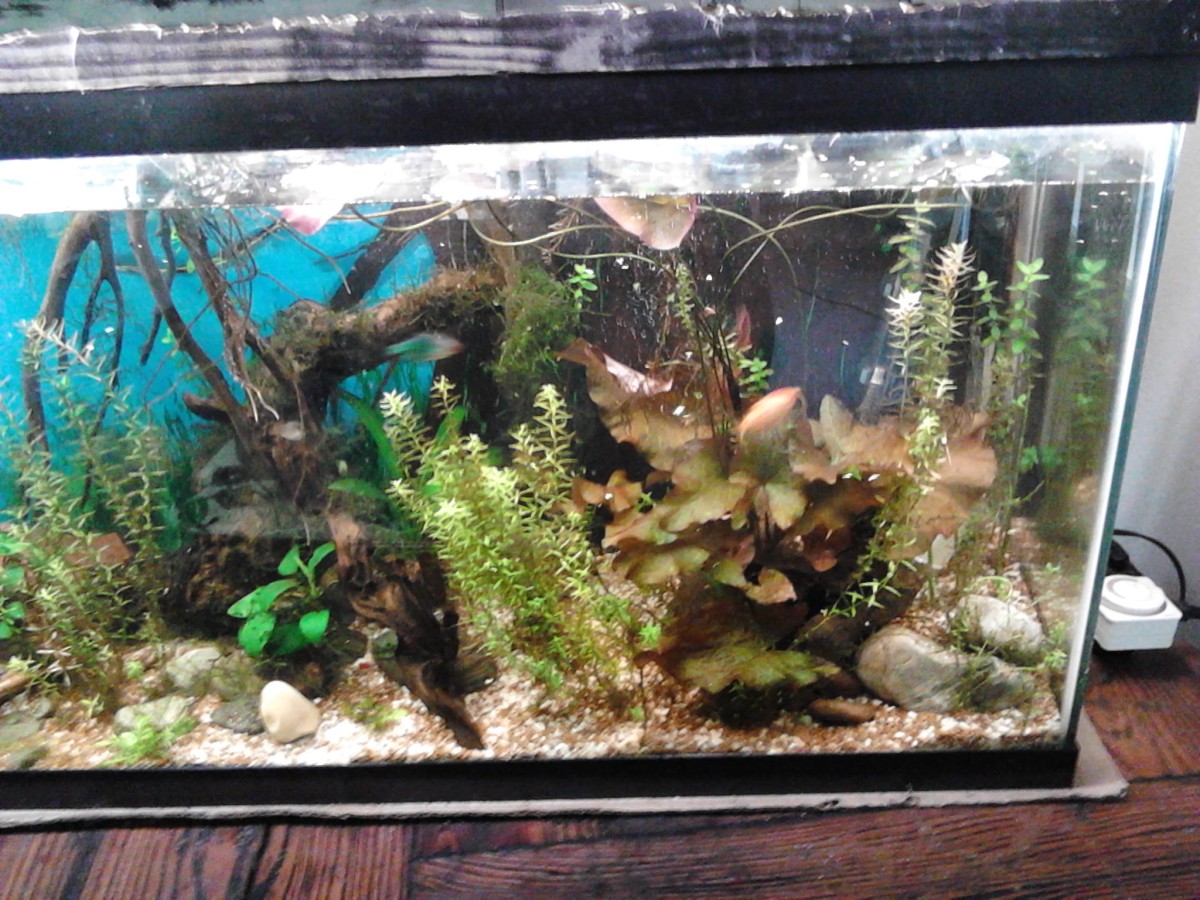 Creating a Natural Amazon River Themed Aquarium PetHelpful