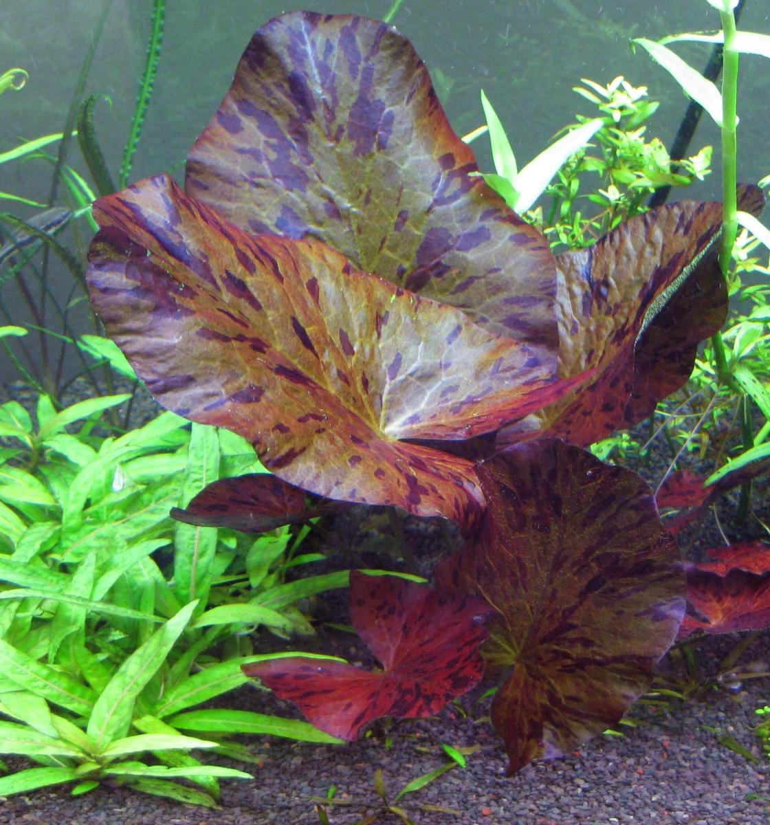 How to Plant a Tiger Lotus (Nyphaea Zenkeri) in an Aquarium PetHelpful