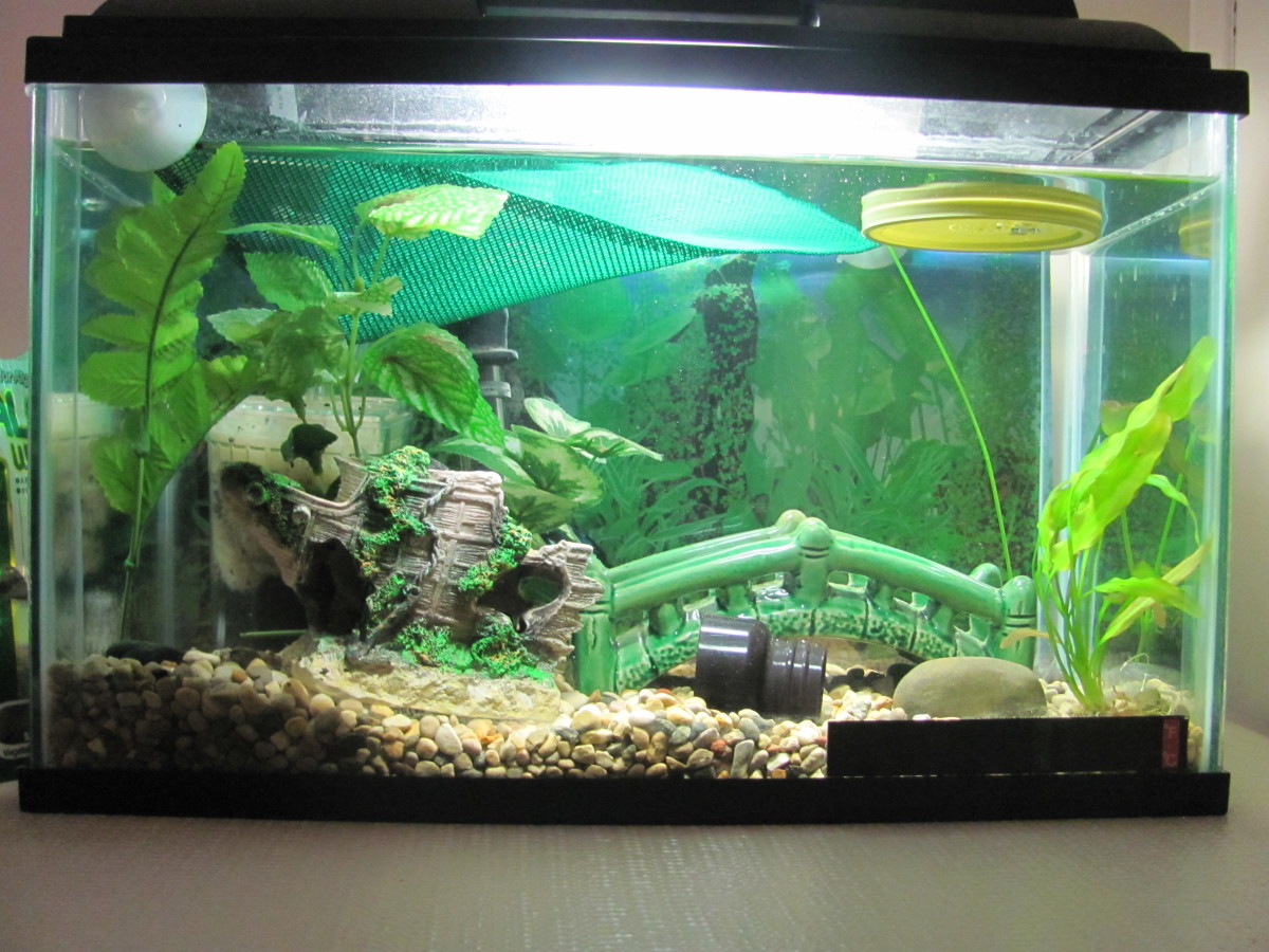 Cheap Alternatives to an Aquarium Setup PetHelpful