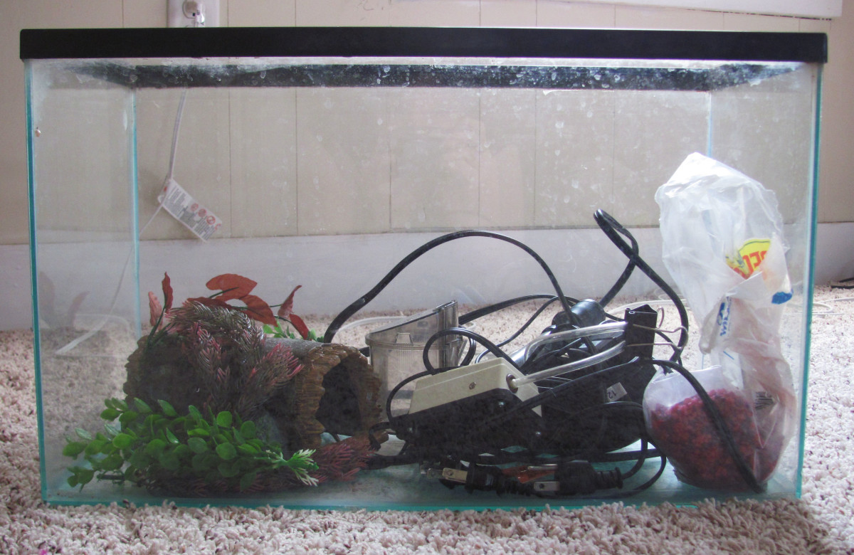 Cheap Alternatives to an Aquarium Setup PetHelpful