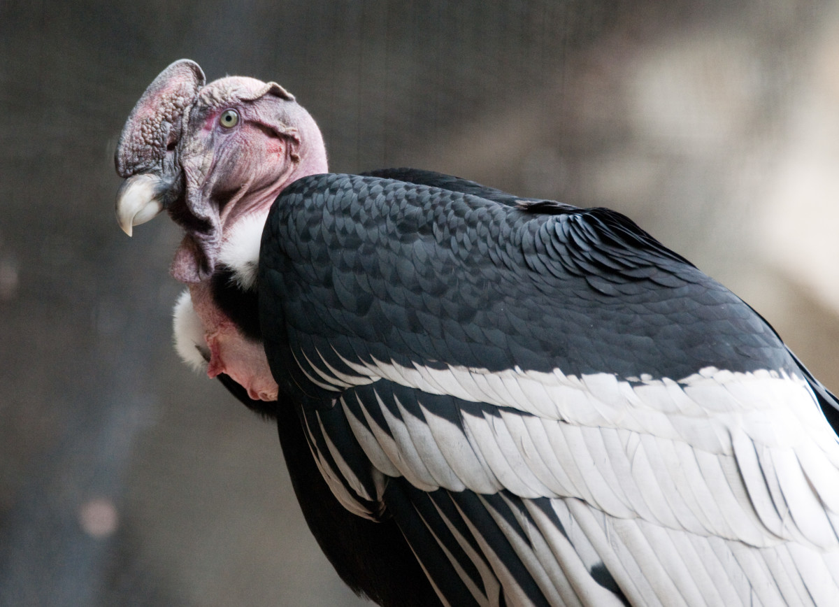 Birds of Prey The Andean Condor HubPages