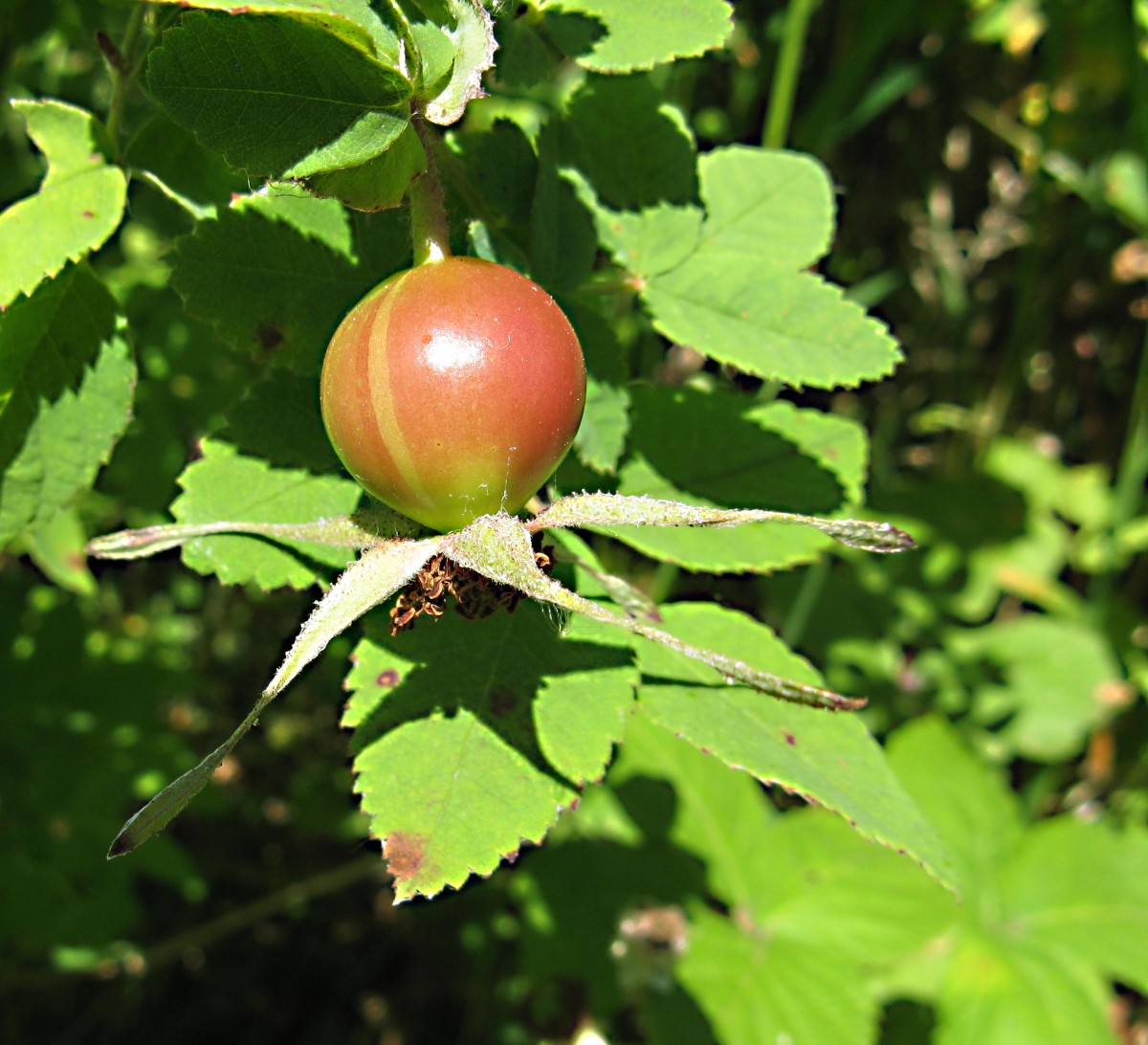 Rose Hips Nutrients, Uses, and Interesting Facts HubPages