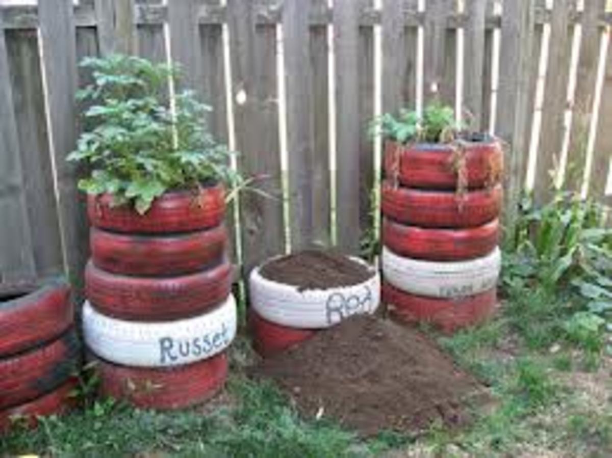 The Idiots Guide How To Grow Potatoes, Potato Growing In Tires / Tyres