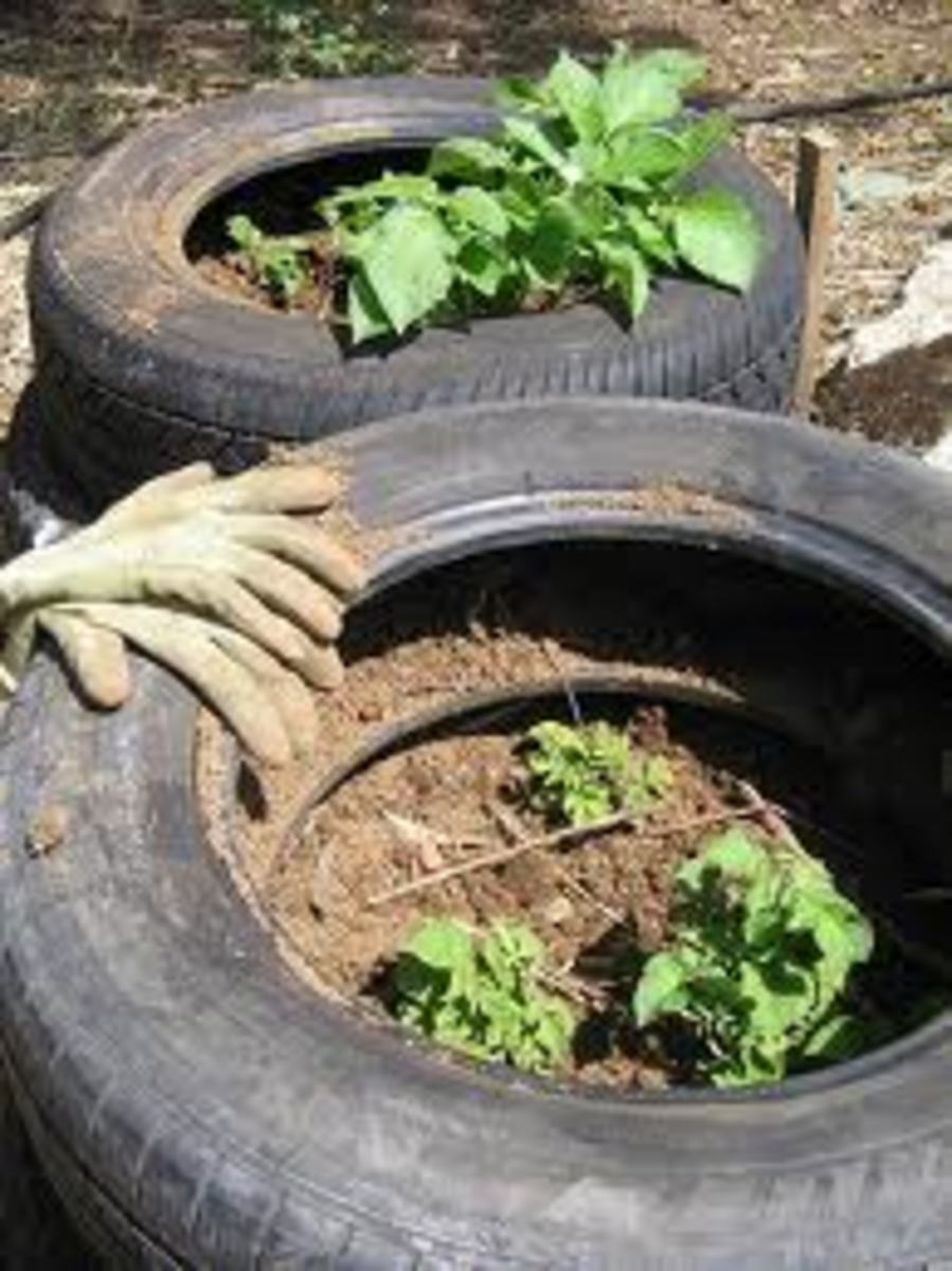 The Idiots Guide How to Grow Potatoes, Potato Growing in Tires / Tyres