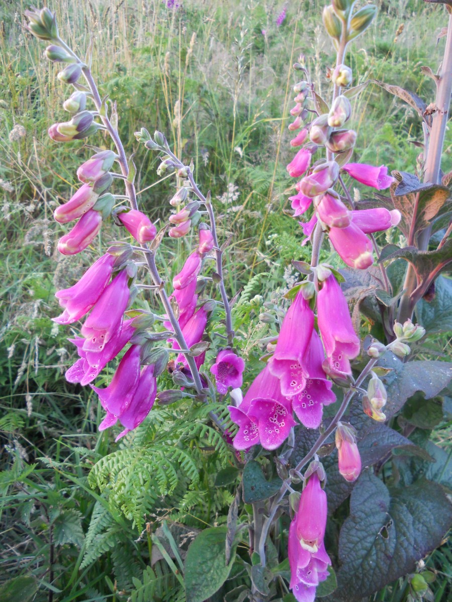 Common Wild Flowers to Find in the English Countryside HubPages