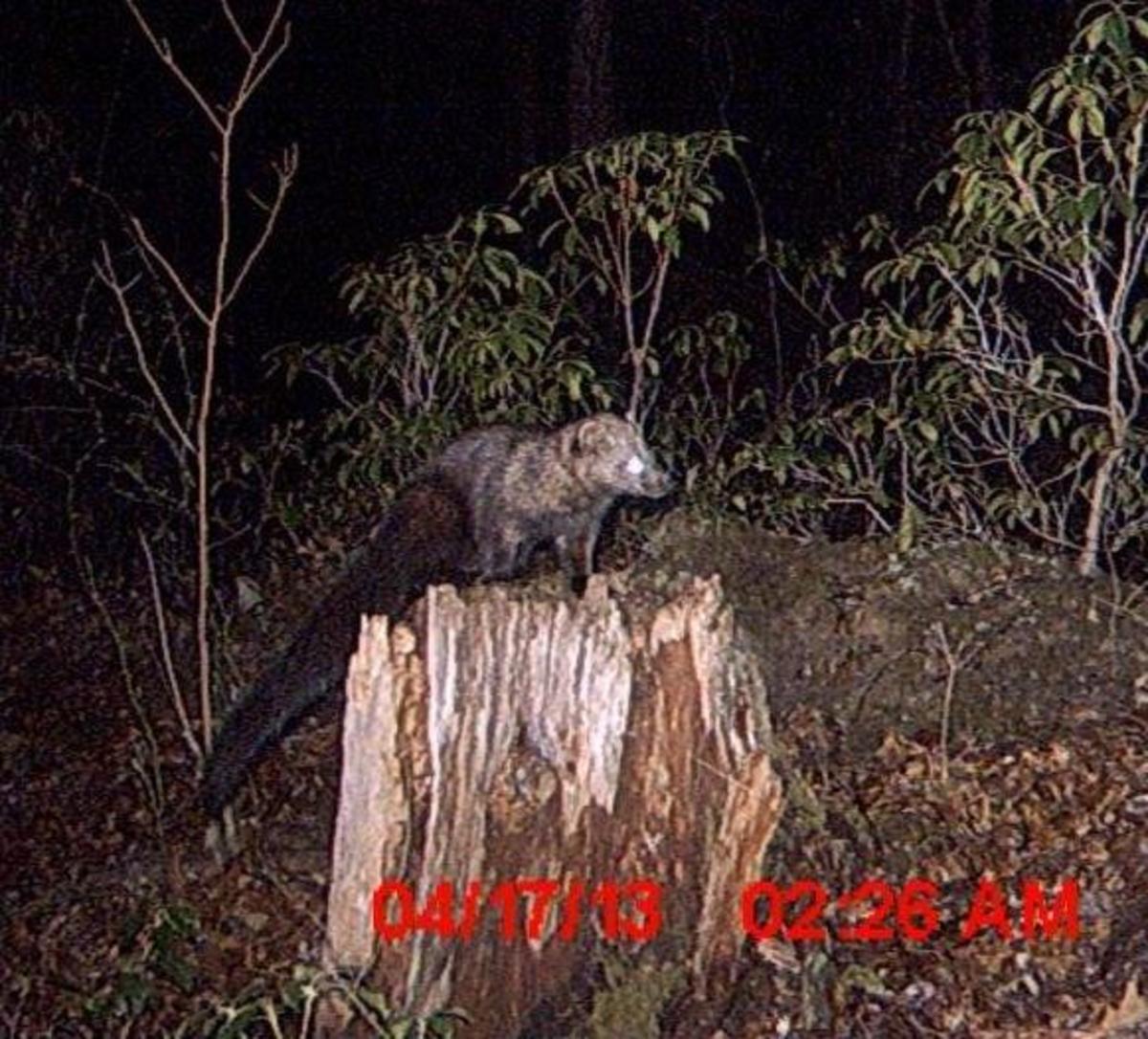 Six Weird Animals you Might not Know Exist in Pennsylvania