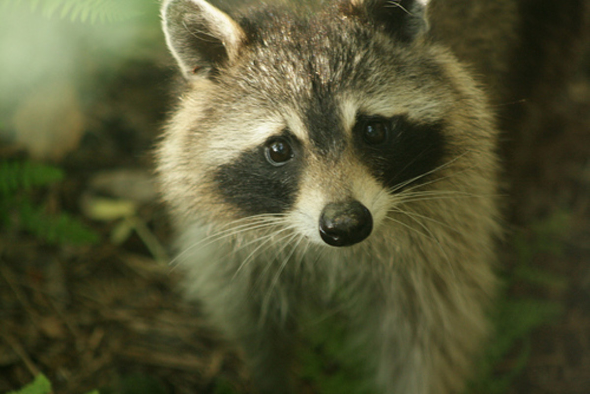 The 12 Coolest Exotic Pets That You Can't Own PetHelpful