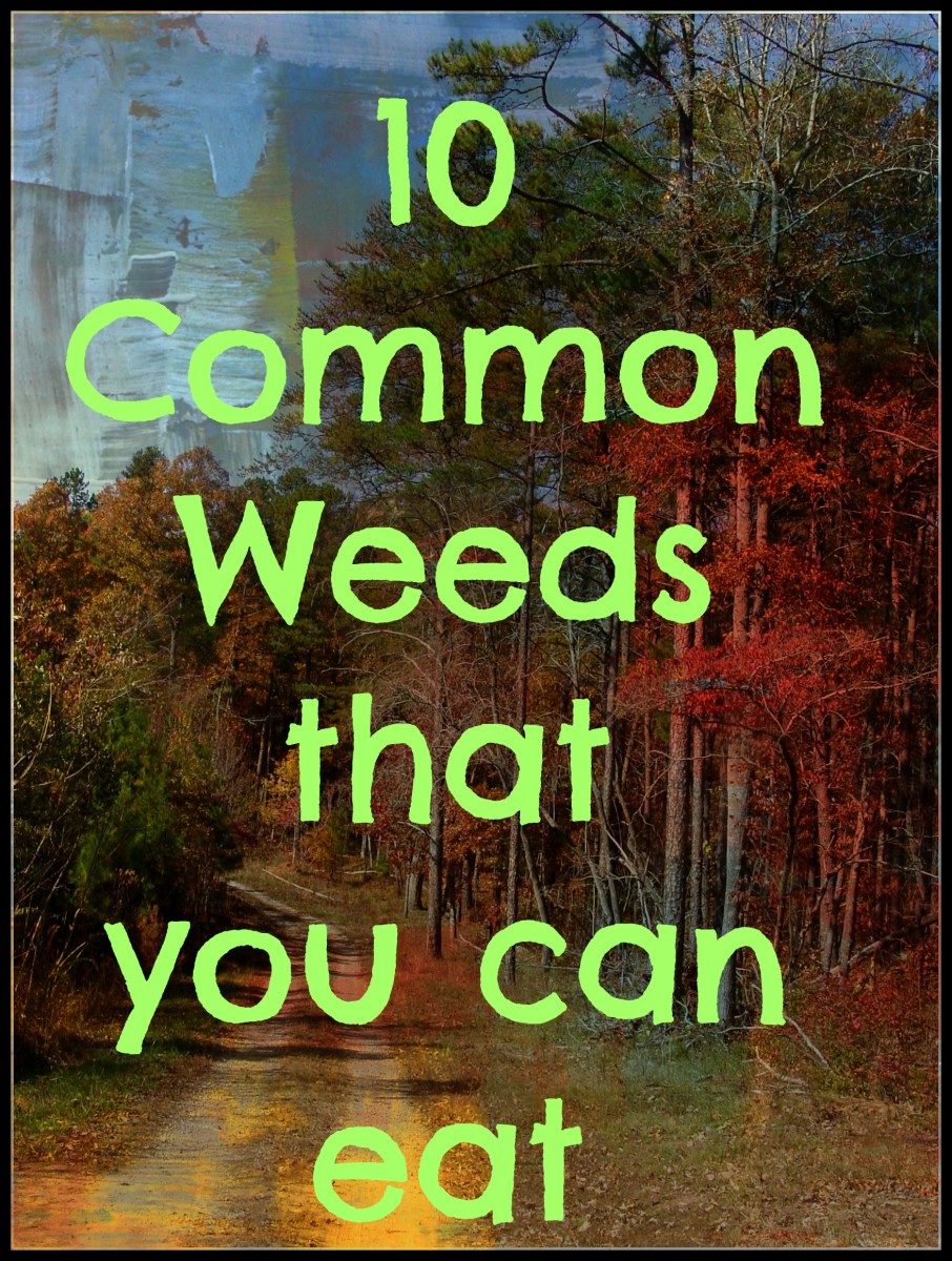 Wild plants that you can eat in a survival situation 10 edible plants