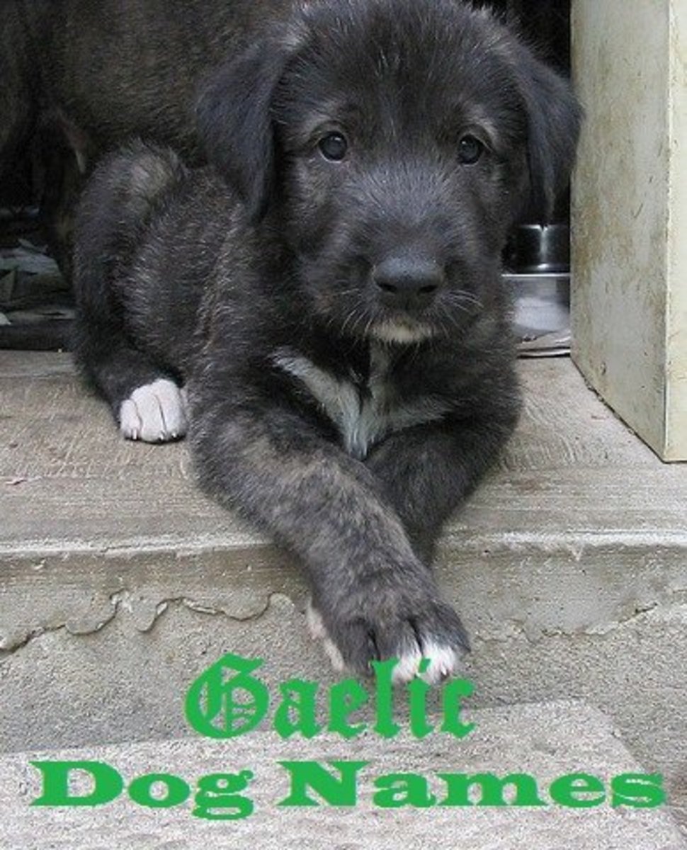 Great Gaelic Dog Names for an Irish Wolfhound PetHelpful