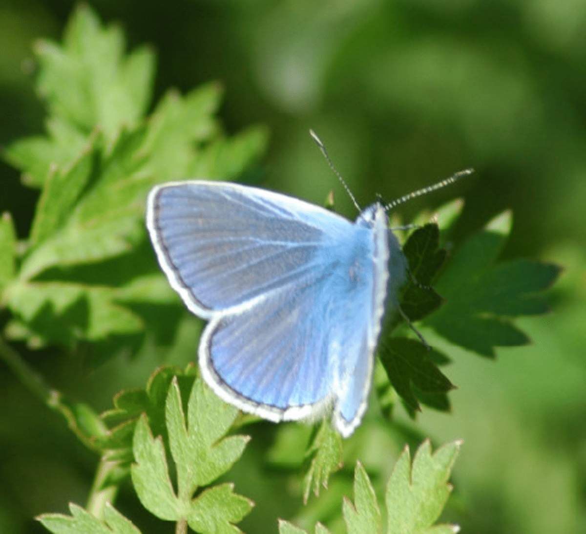 100 BUTTERFLY PICTURES and Big Butterfly Images