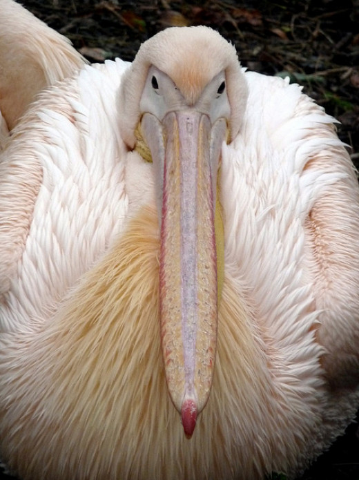 10 Most Beautiful Birds having Unique Beaks HubPages