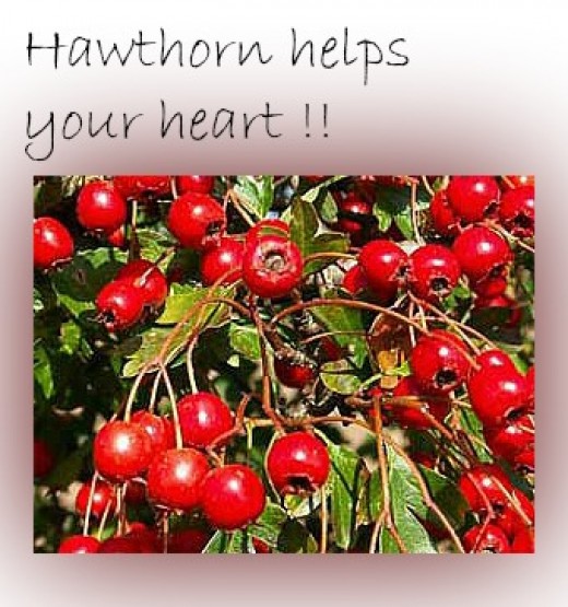 Hawthorn And Its Health Benefits hubpages