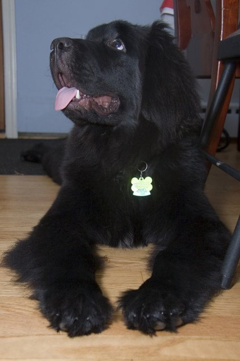 Best Large Dog Breeds From Canada PetHelpful