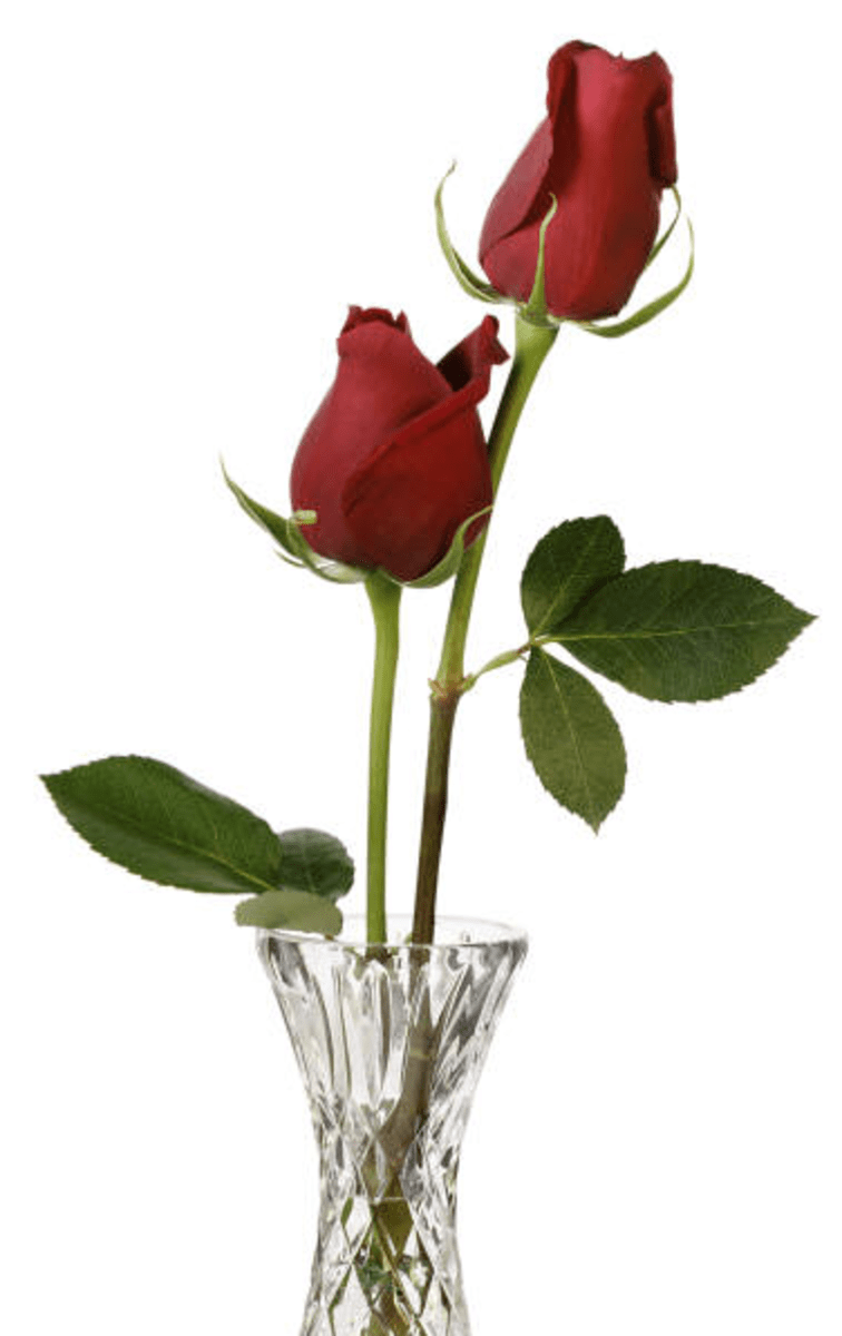 200 PICTURES OF ROSES Best Free Roses Photos & Pics