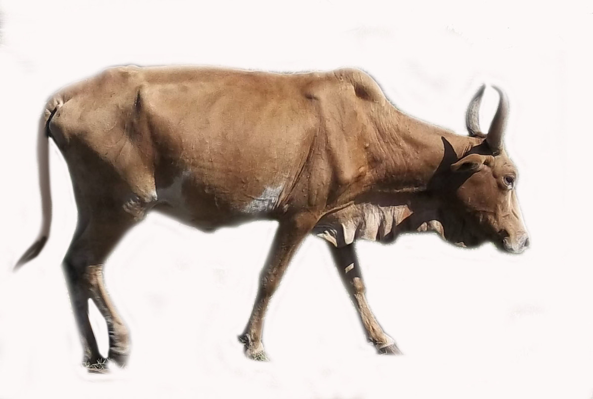 Traditional uses of cattle HubPages