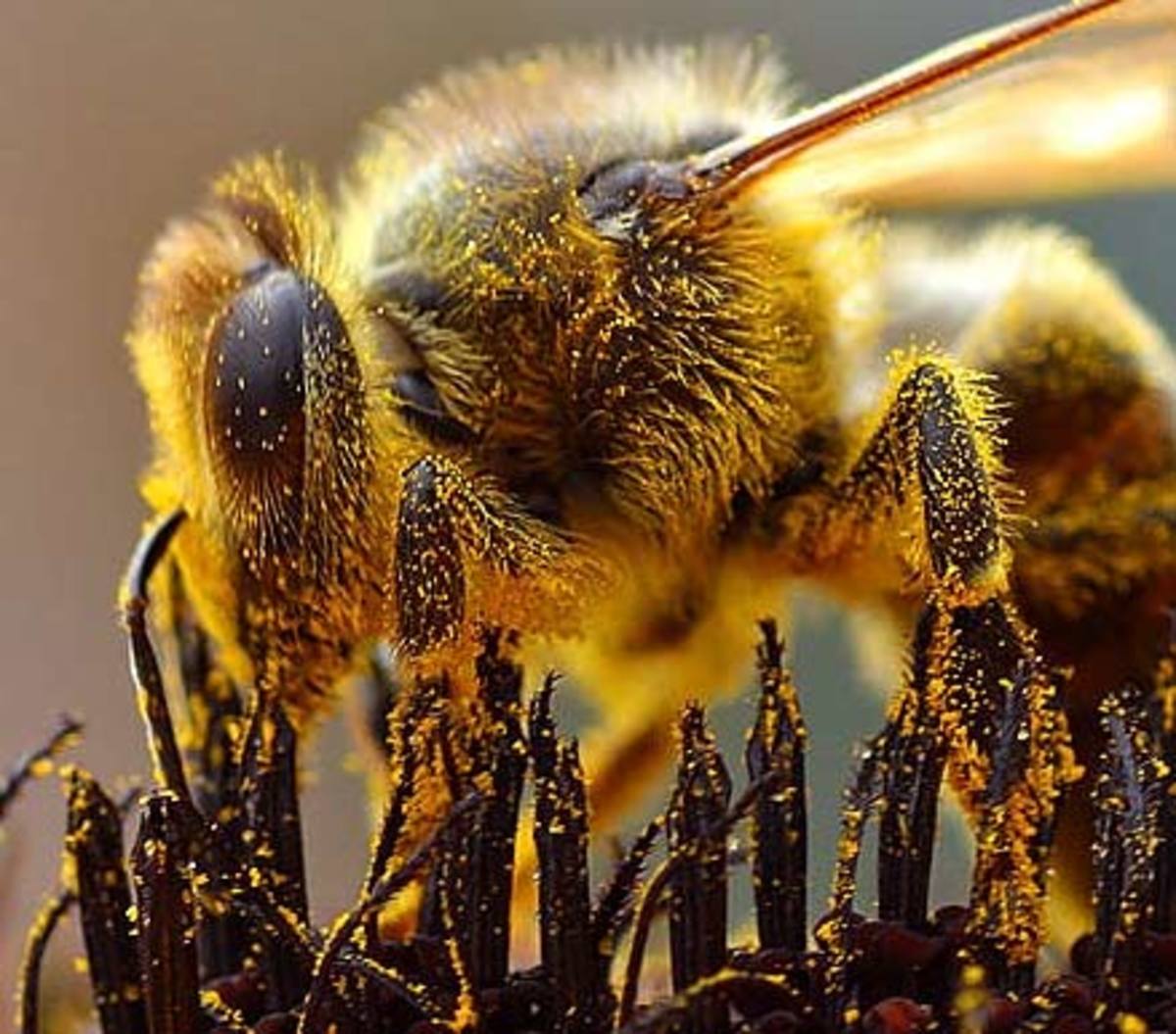 Photographing BeesOne of Nature's Most Valuable Resources