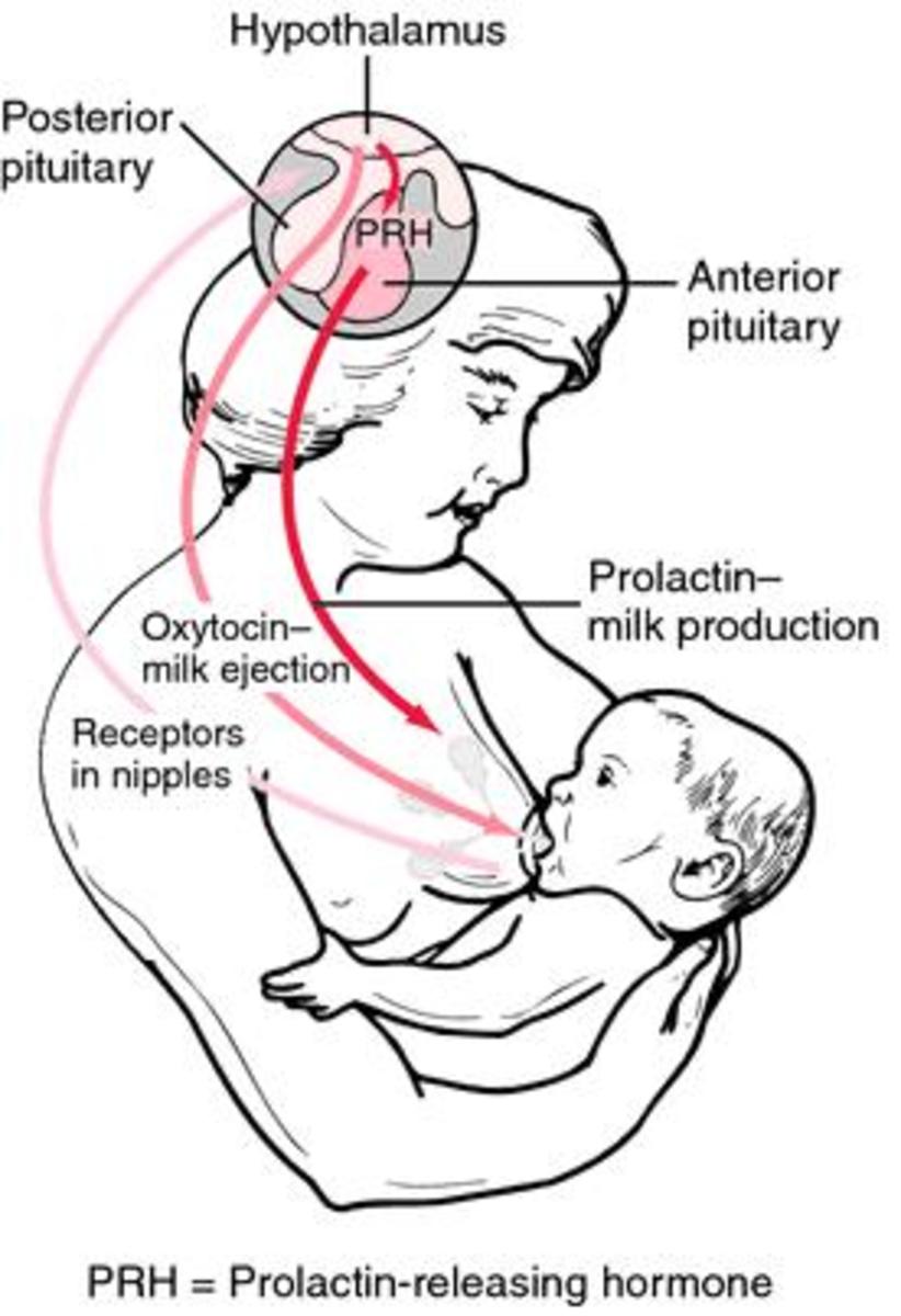 Diabetes Can Lead To Poor Breast Milk Synthesis HubPages