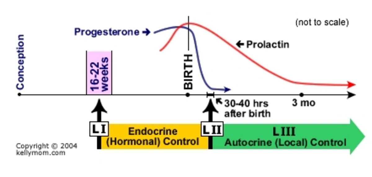 Diabetes Can Lead To Poor Breast Milk Synthesis hubpages