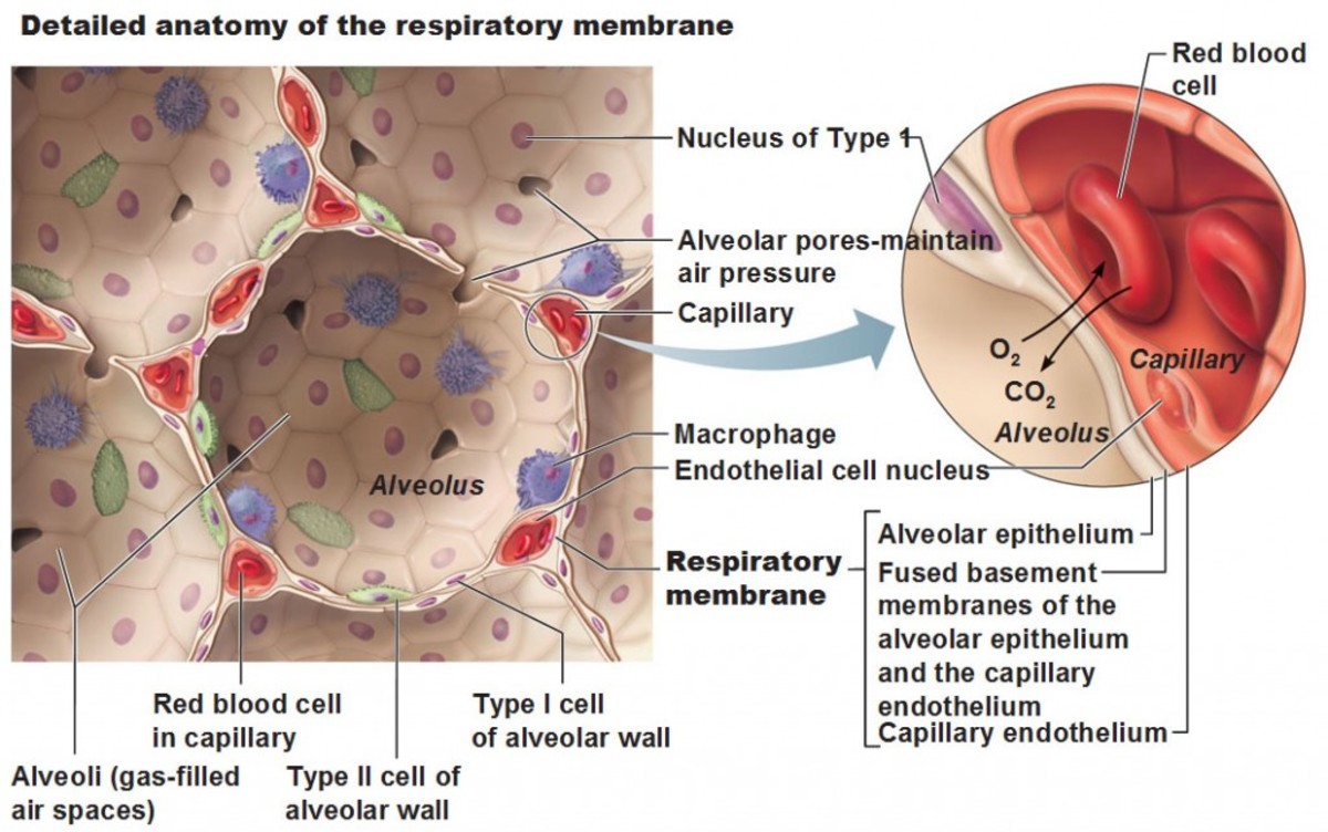 NonRespiratory Functions of the Respiratory System Owlcation