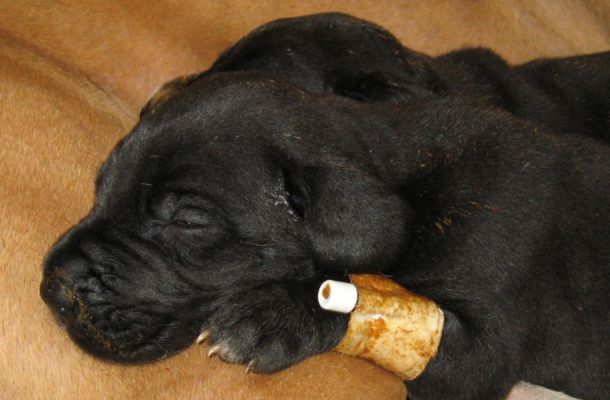 My Puppy's Experience With Dog Pneumonia Symptoms and